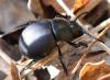 Timarcha tenebricosa